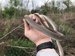 Coluber constrictor latrunculus