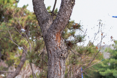 Pinus tabuliformis