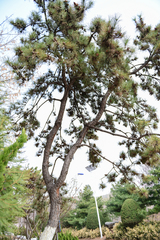 Pinus tabuliformis