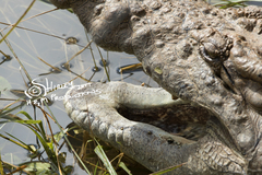 Crocodylus niloticus cowiei