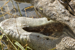 Crocodylus niloticus cowiei