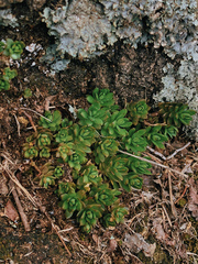 Sedum sarmentosum