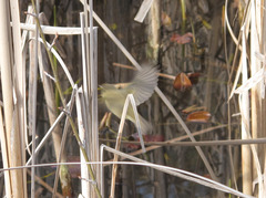 Phylloscopus collybita