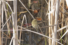 Phylloscopus collybita