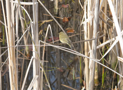 Phylloscopus collybita