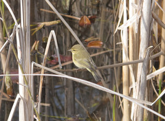 Phylloscopus collybita