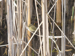 Phylloscopus collybita