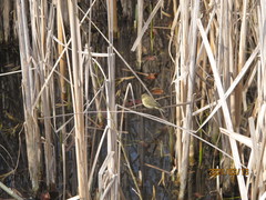 Phylloscopus collybita