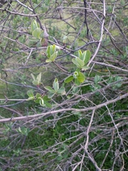 Lonicera etrusca