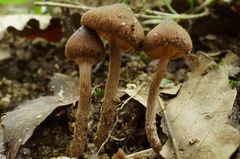 Inocybe napipes