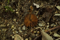 Inocybe napipes
