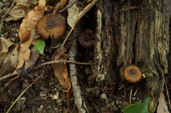 Inocybe napipes