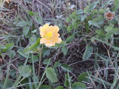 Malvastrum aurantiacum