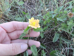 Malvastrum aurantiacum