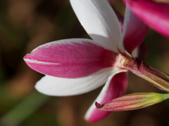 Hesperantha cucullata