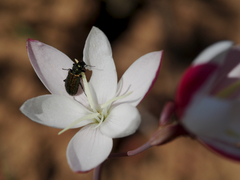 Hesperantha cucullata