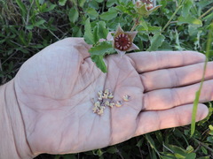 Malvastrum aurantiacum