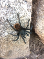 Aphonopelma madera
