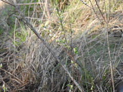 Salix repens argentea