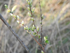 Salix repens argentea