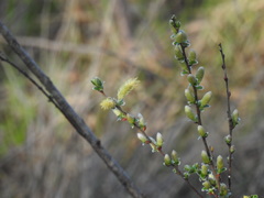 Salix repens argentea
