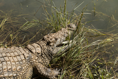 Crocodylus niloticus cowiei