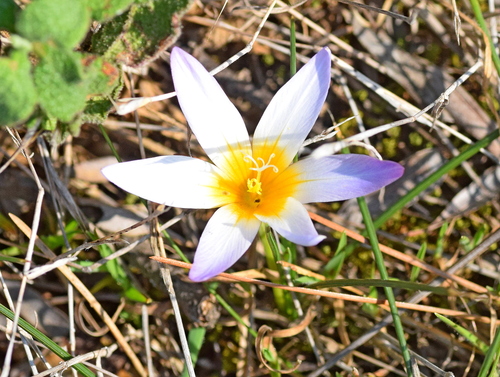 Romulea bulbocodium