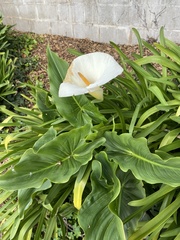 Zantedeschia aethiopica