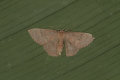 Pleuroprucha hypoxia