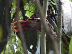 Automolus ochrolaemus