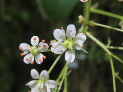 Micranthes marshallii