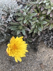 Agoseris apargioides