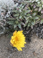 Agoseris apargioides