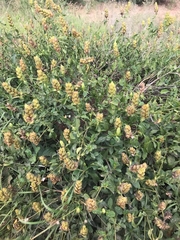 Barleria crossandriformis