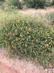 Barleria crossandriformis