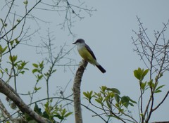 Tyrannus niveigularis