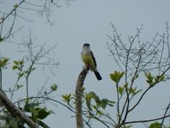 Tyrannus niveigularis