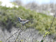Mimus polyglottos image