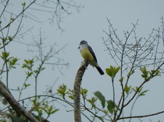 Tyrannus niveigularis