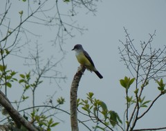 Tyrannus niveigularis