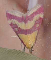 Pyrausta sanguinalis