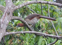 Ortalis erythroptera