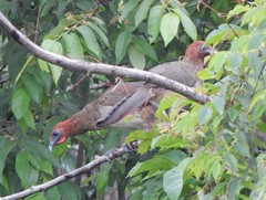 Ortalis erythroptera