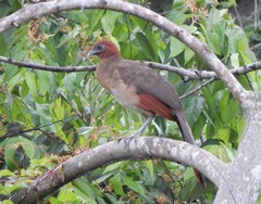 Ortalis erythroptera