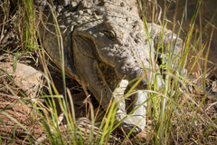 Crocodylus niloticus cowiei