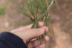 Pinus bungeana