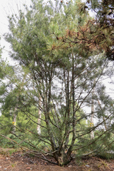 Pinus bungeana