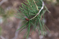 Pinus bungeana