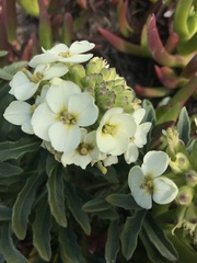 Erysimum concinnum