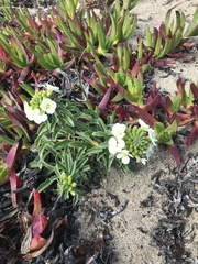 Erysimum concinnum